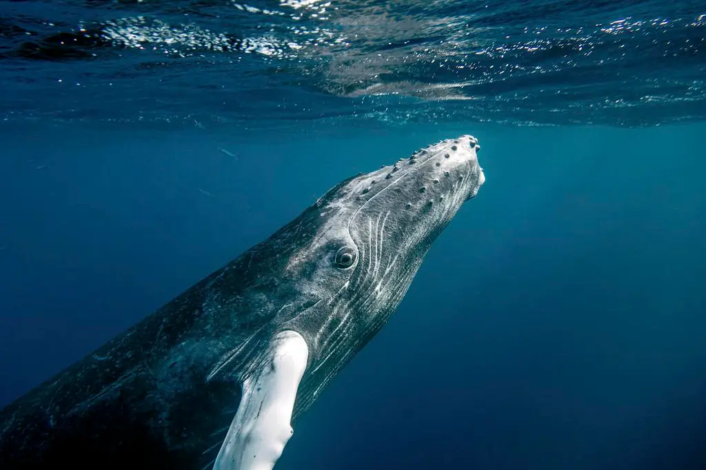 Humpback Whales