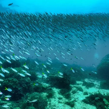 Innovative Solutions for a Sustainable Ocean Future