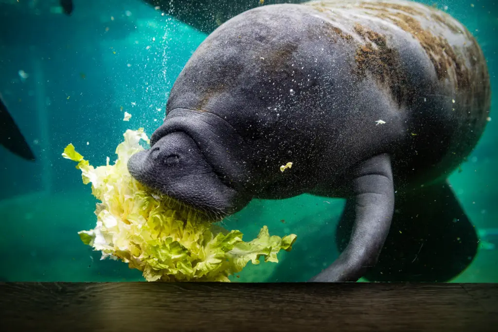 Manatee (Trichechus manatus)