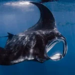 Manta Rays
