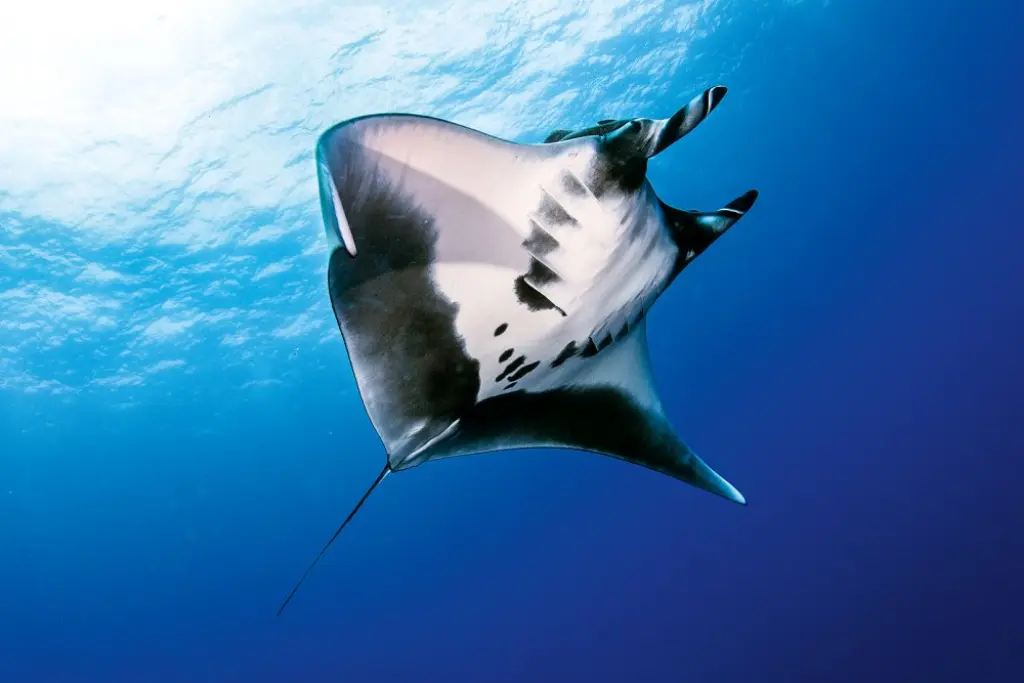 Manta Rays