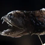 Mariana Trench Animals