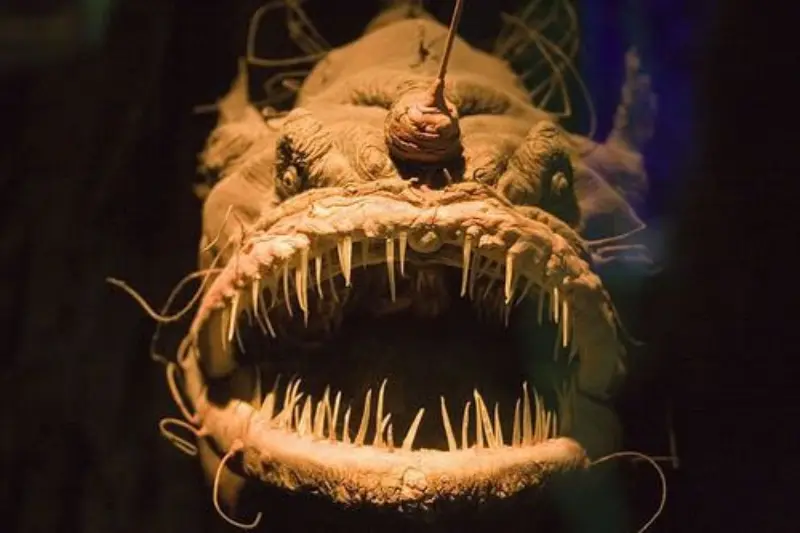 Mariana Trench Animals