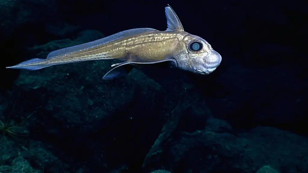 Mariana Trench Animals