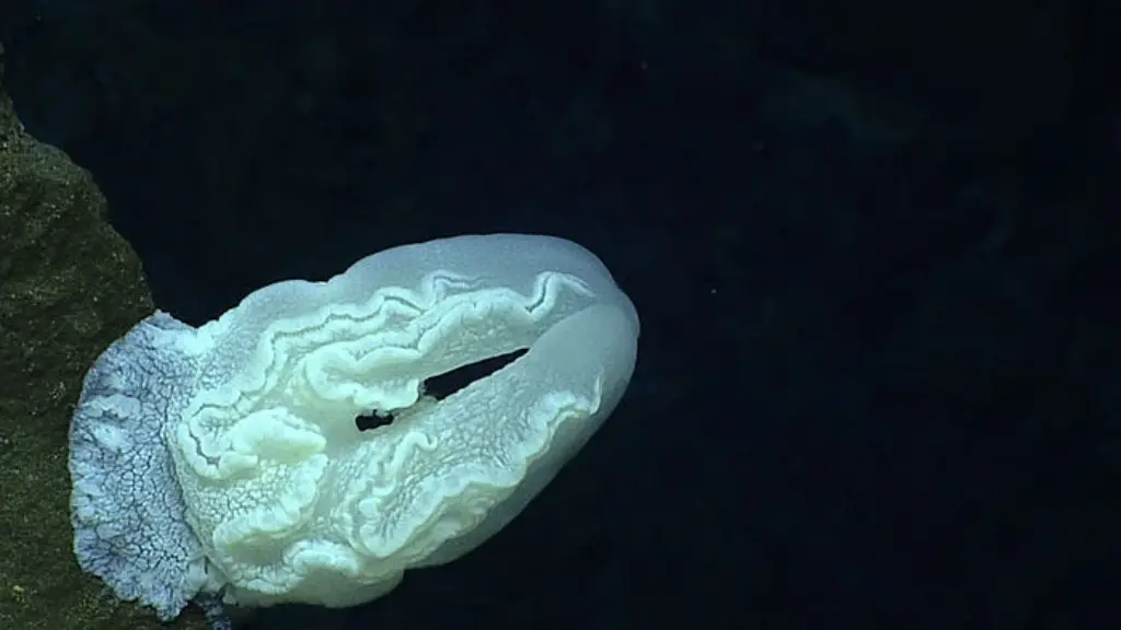 Mariana Trench Animals