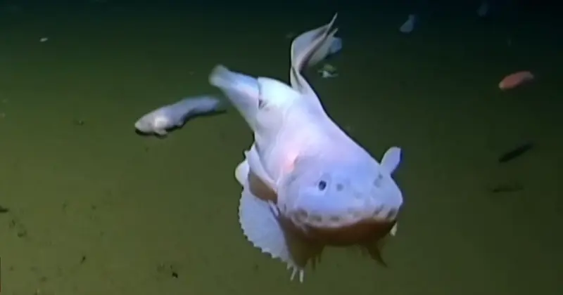 Mariana snailfish (Pseudoliparis swirei)