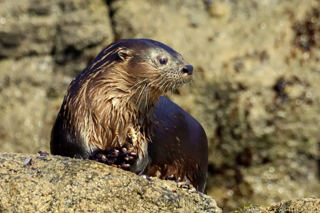 Marine Otter