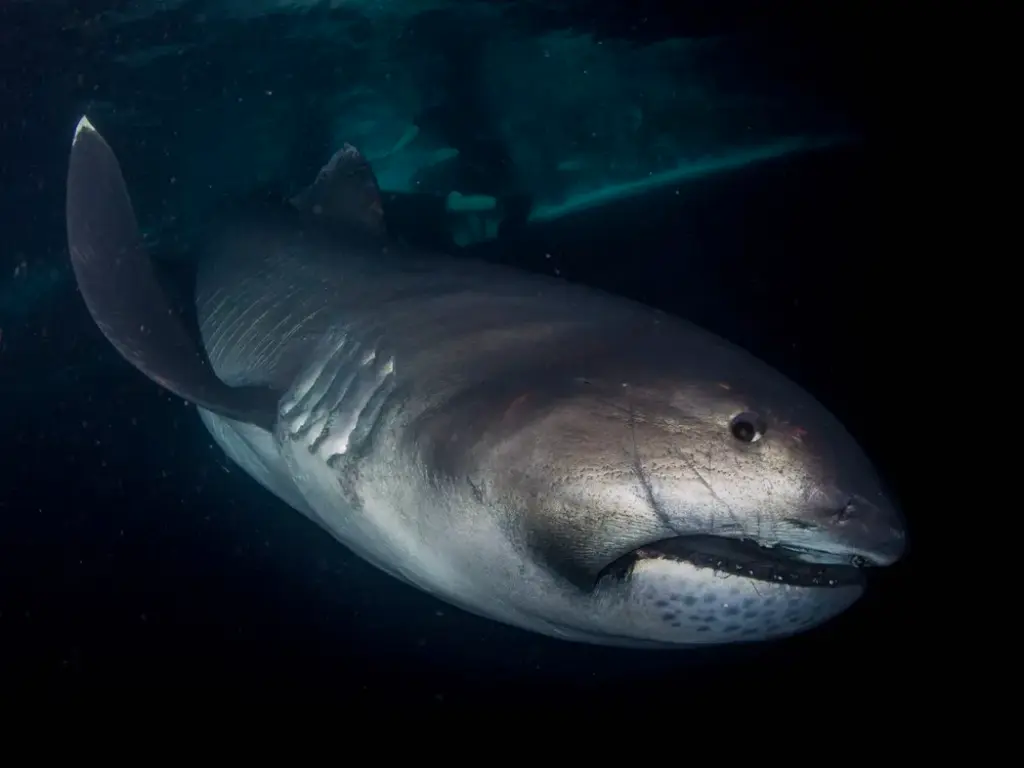 Megamouth Shark