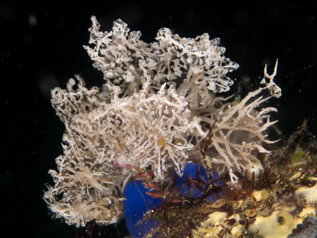 Melibe Colemani Nudibranch
