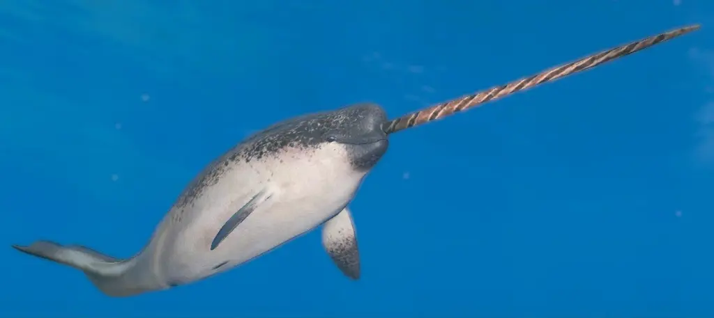 Narwhal