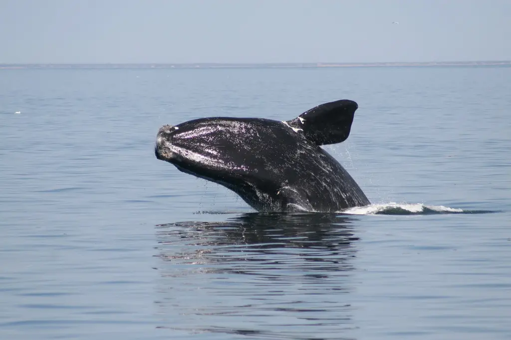 North Atlantic Right Whale