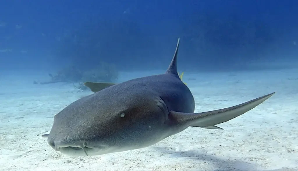 Nurse Sharks