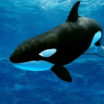 Orca Whales: Gentle Giants of the Ocean