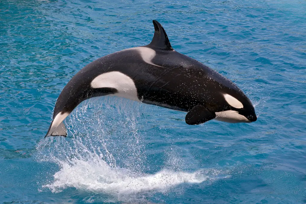 Orca Whales