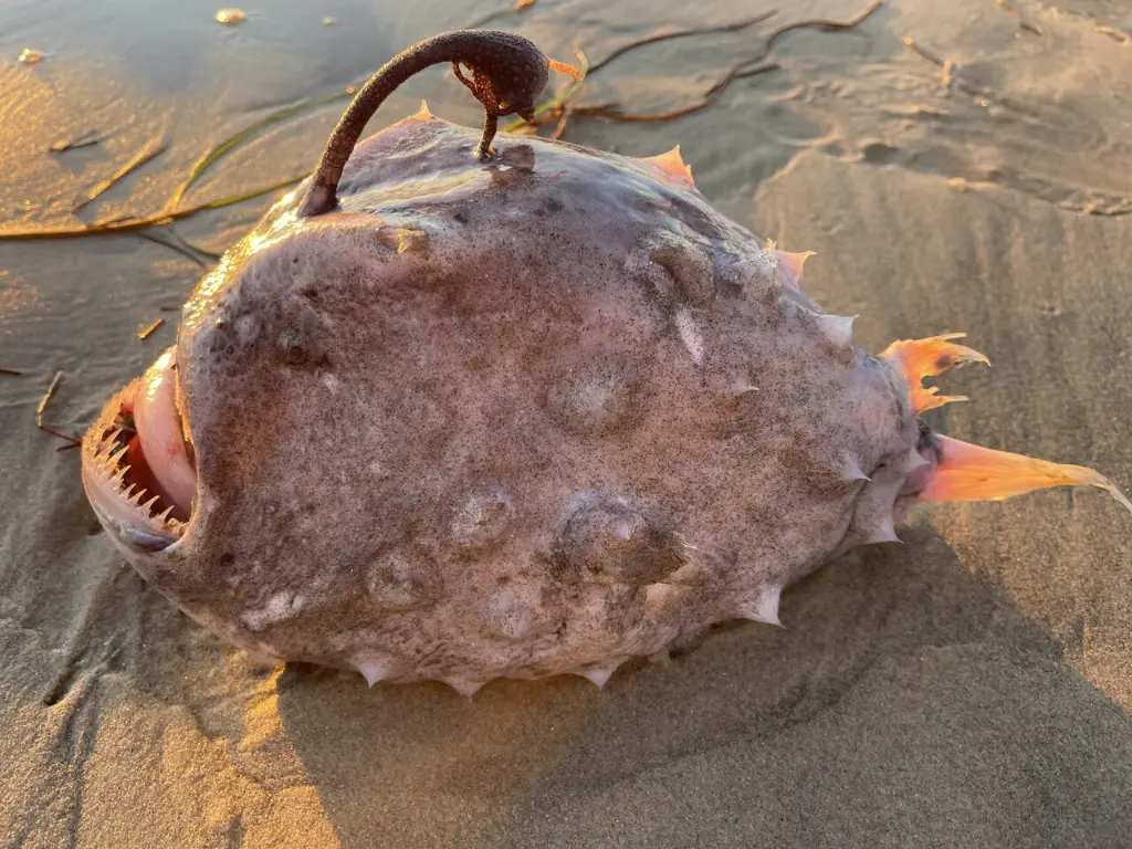 Pacific Footballfish