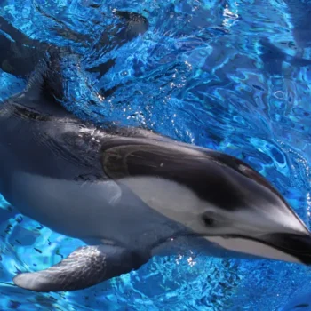 The Energetic Pacific White-Sided Dolphin: A Friendly Guide