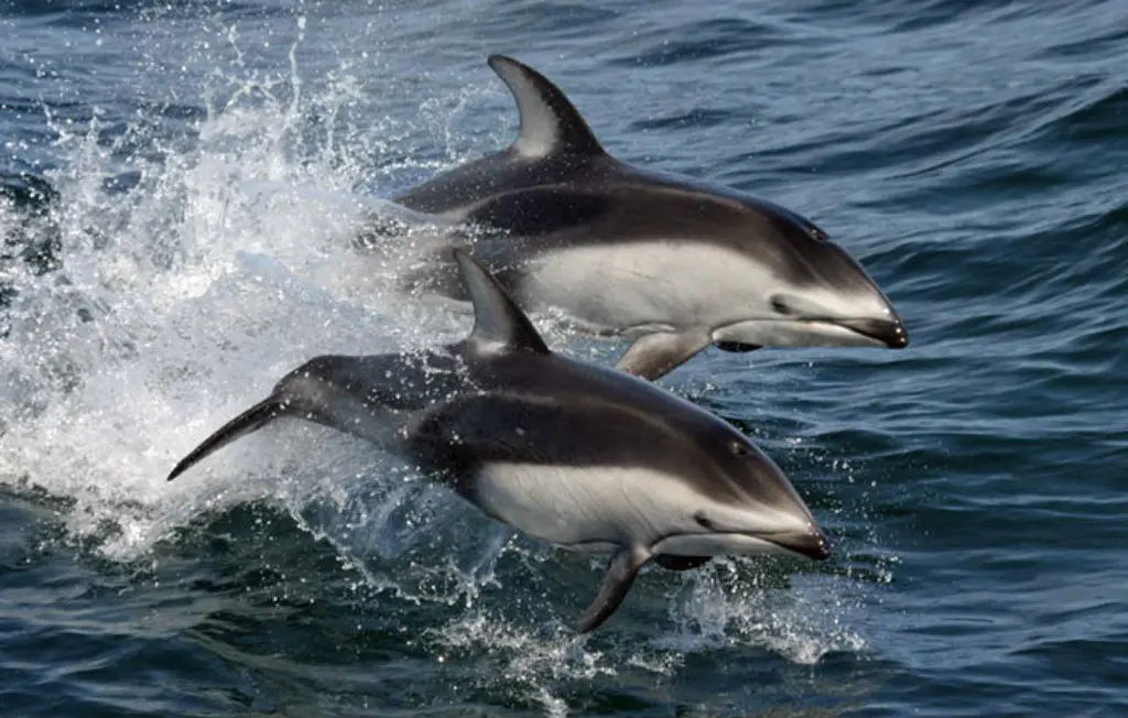 Pacific White-Sided Dolphin