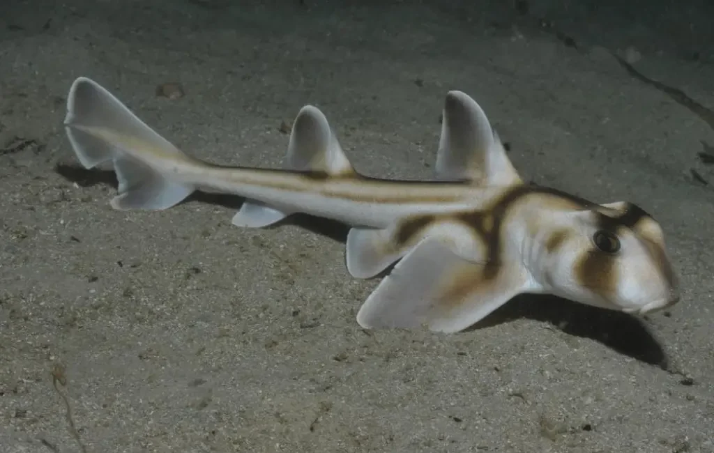 Port Jackson Shark (Heterodontus portusjacksoni)
