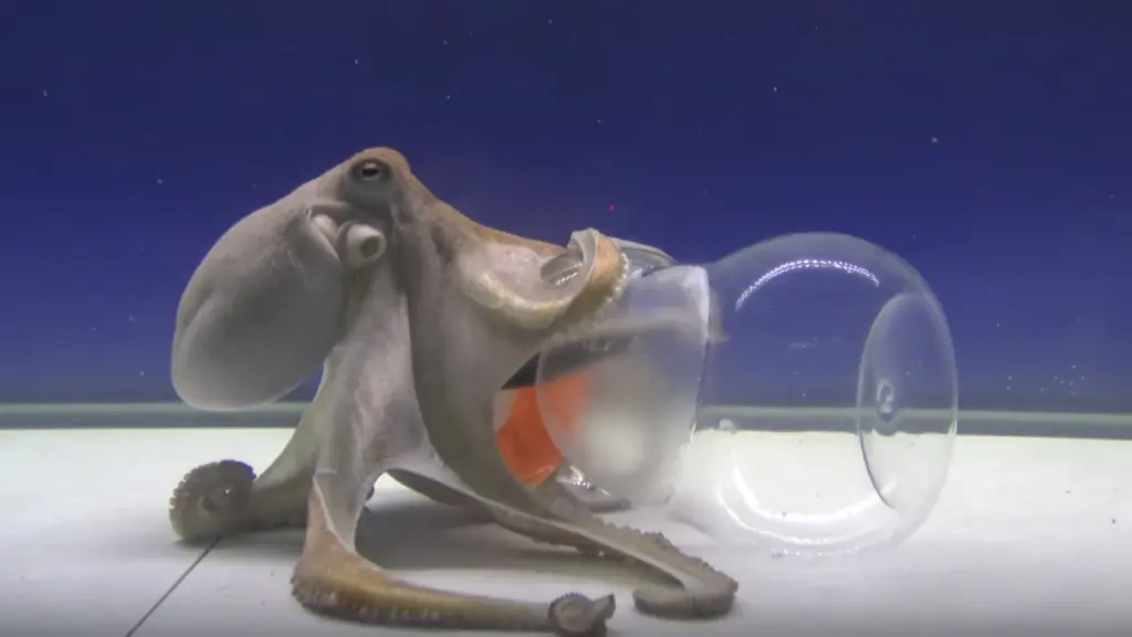 Problem-Solving Skills The giant Pacific octopus