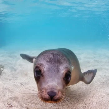 Protecting Our Marine Life: A Guide for Everyone