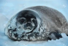 Ringed Seal
