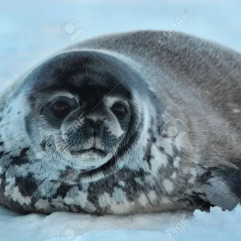 Ringed Seal Explained: Your Deep Dive into the Arctic’s Smallest Seal