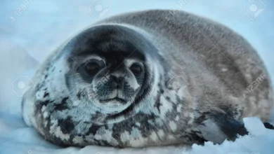 Ringed Seal