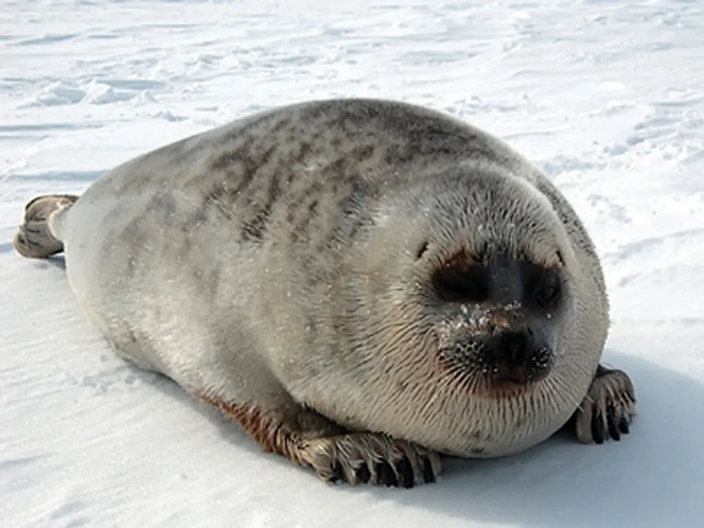 Pusa hispida