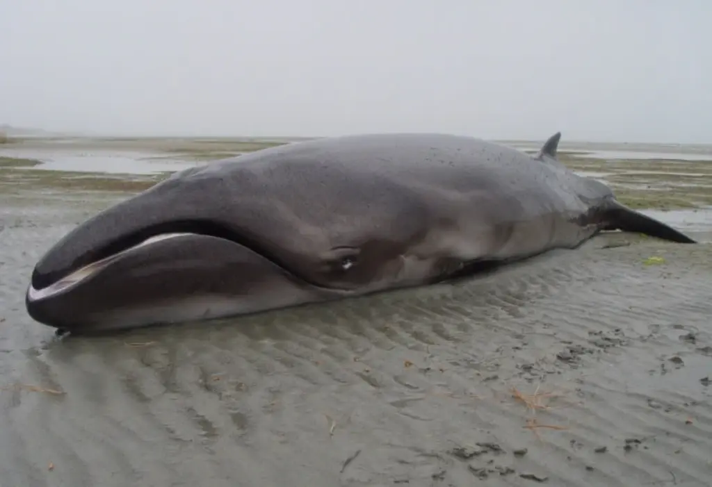 Pygmy Right Whale