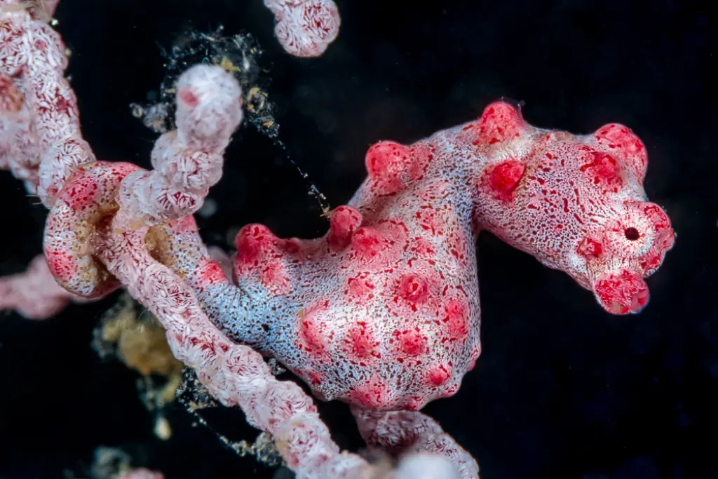 Pygmy Seahorse