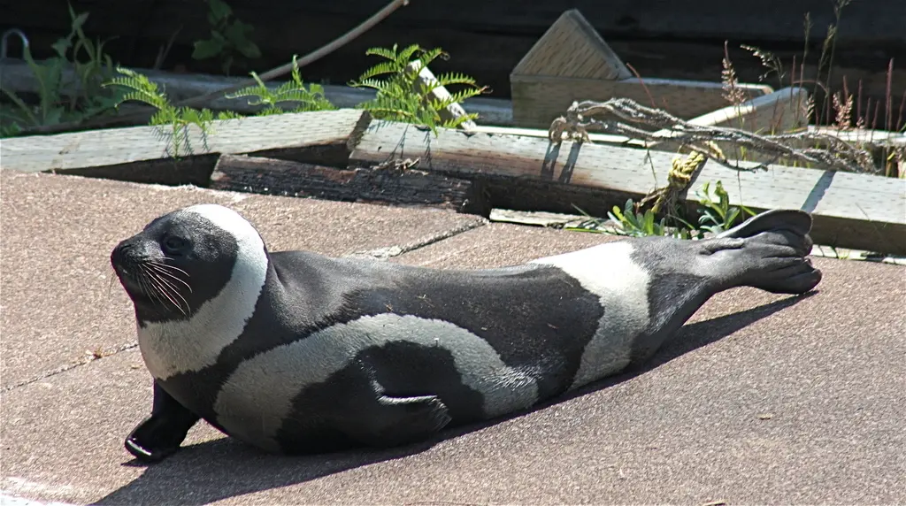 Ribbon Seal