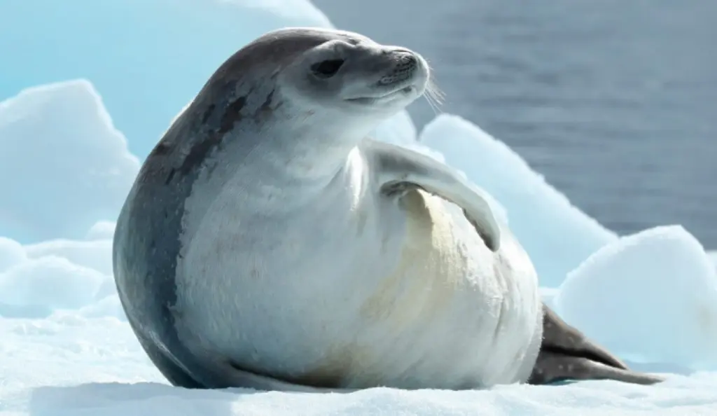 Ross Seal