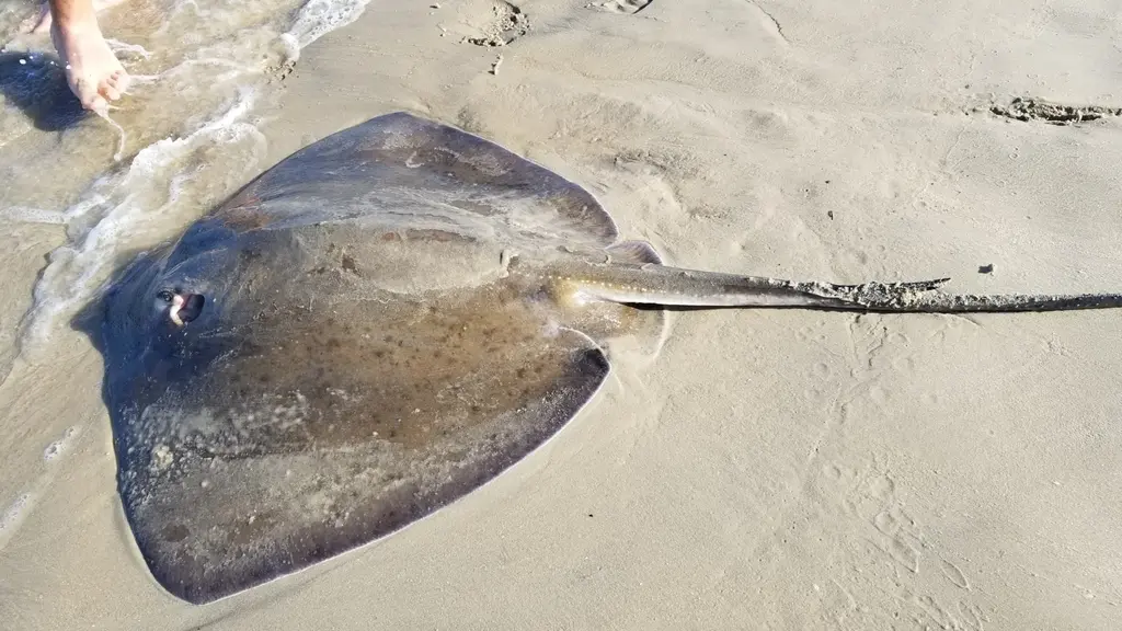 Roughtail Stingray