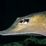 Roughtail Stingray
