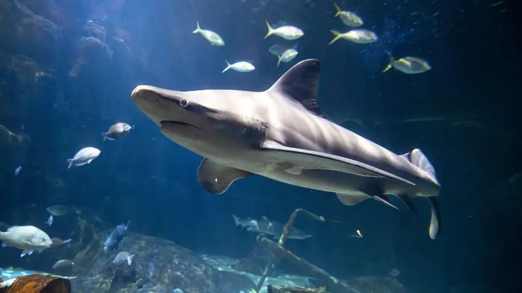 Sandbar Shark