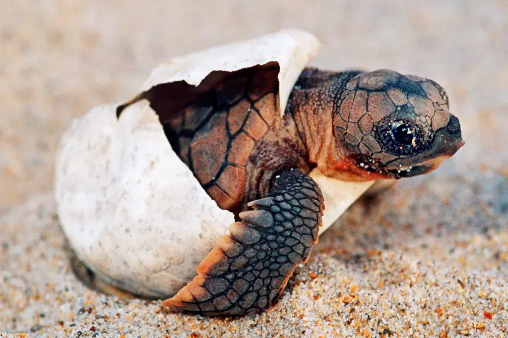 Saving Sea Turtle Hatchlings