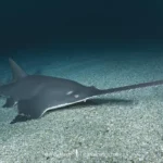 Sawfish