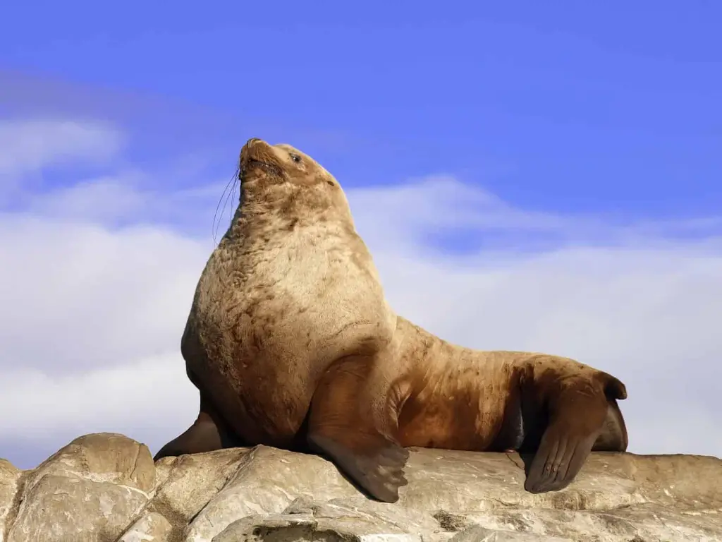 Sea Lions
