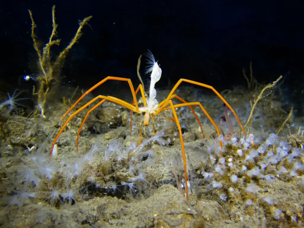 Sea Spider