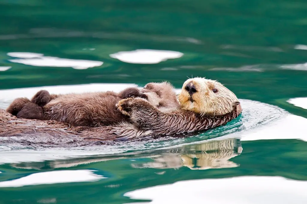 Sea otters (Enhydra lutris)
