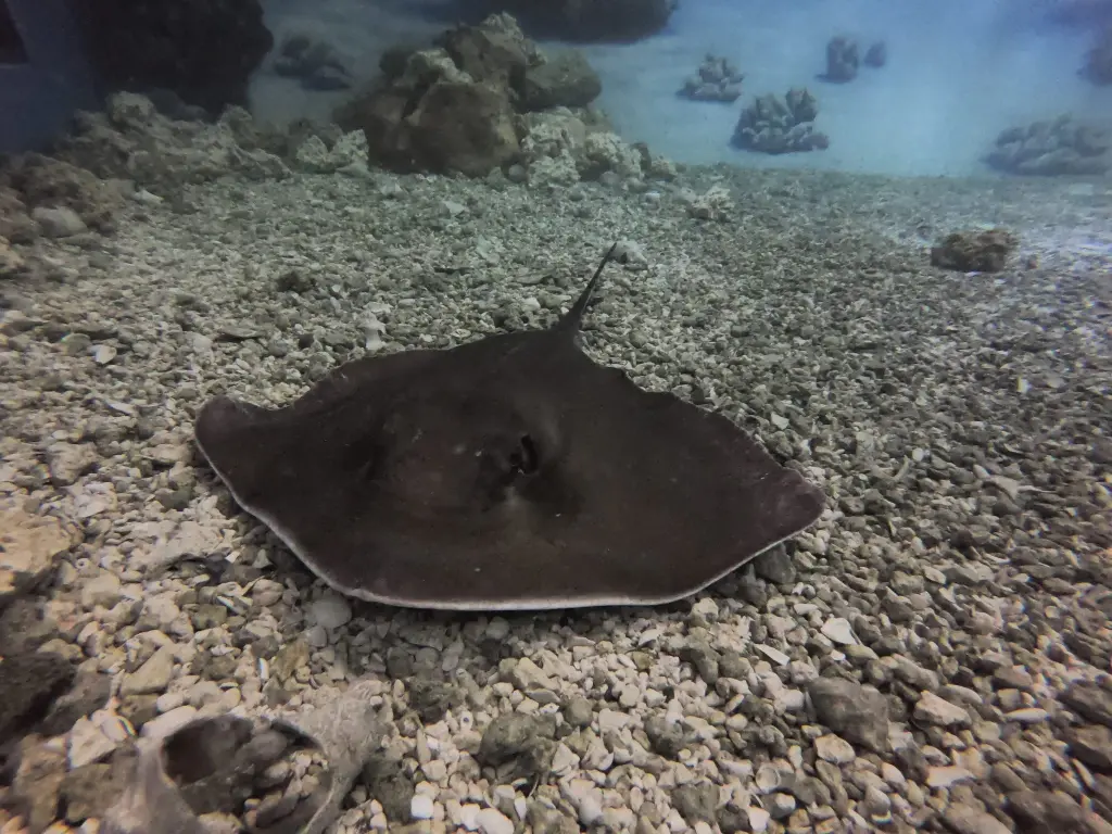 Short-tail Stingray
