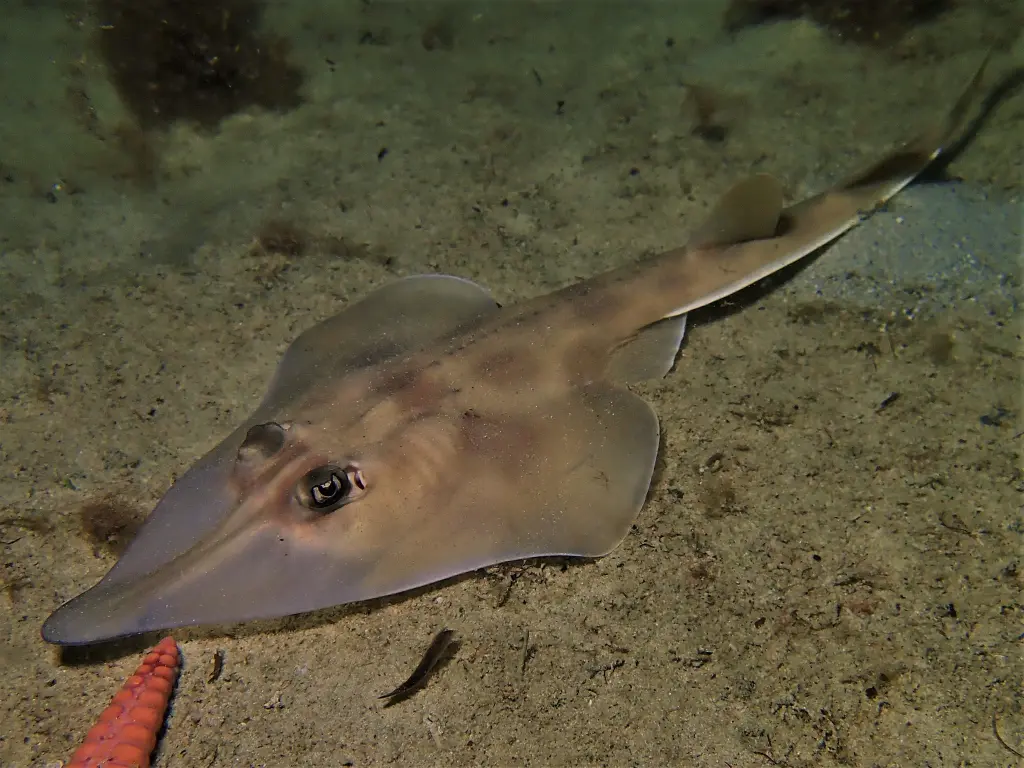 Shovelnose Rays
