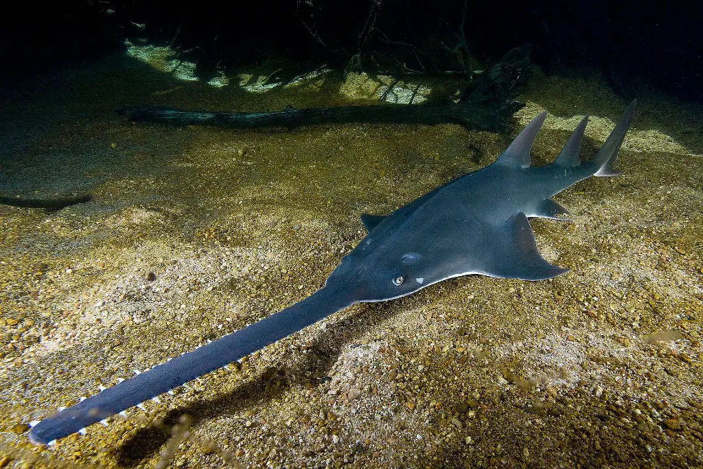 Smooth Stingray