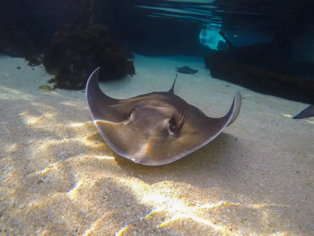 Stingrays
