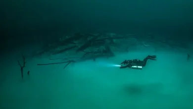 Survival in Hostile Environments