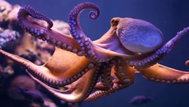 The 10 Most Curious Facts About the Giant Pacific Octopus