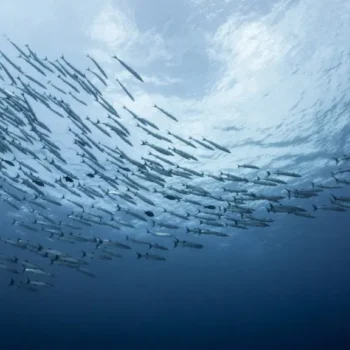 The Greatest Migration on Earth Happens Every Night—And You’ve Probably Never Seen It