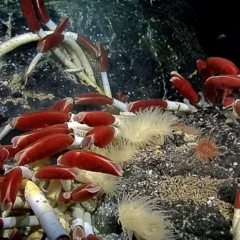 The Influence of Chemosynthesis on Deep-Sea Ecosystems
