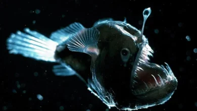 The Role of Bioluminescence in Deep-Sea Animal Survival