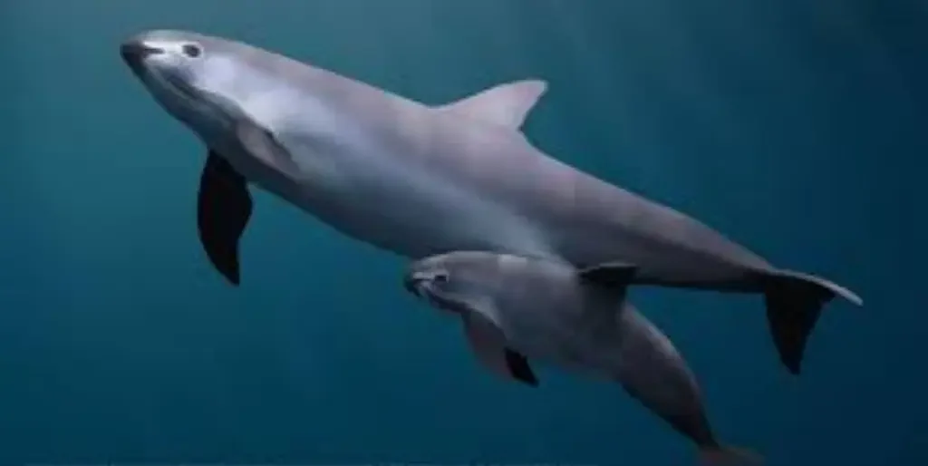 The Vaquita